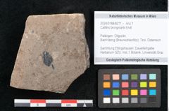 Foto (Objekt + Etikett) von Callitris brongniartii Endl. (NHMW-GEO-2024-0188-8211)